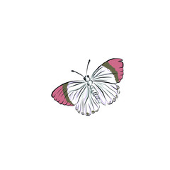 Lonely butterfly with colored wings