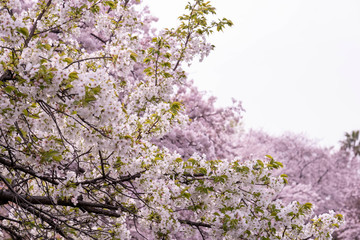 The pink cherry blossoms in full bloom in spring