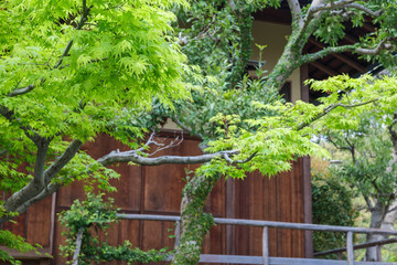 Green leaves in a Japanese garden