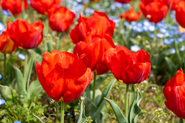 Tulips with bright red flowers in spring.