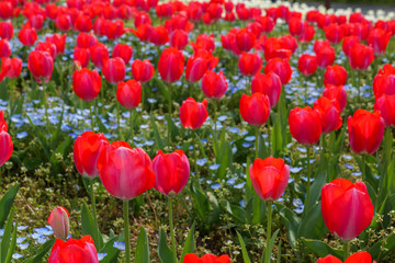 Fototapeta premium Tulips with bright red flowers in spring.