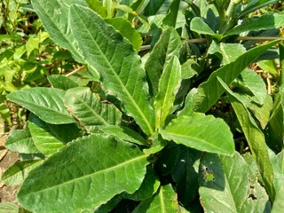 Sonchus Arvensis (Perennial sow, field milk thistle, field sowthistle, perennial sow-thistle, corn sow thistle, dindle, gutweed, swine thistle, tree sow thistle). Beneficial for wounds, cancer, cough.