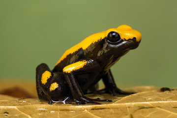 Closeup of a golden poison frog 