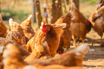 Chickens on a farm raised naturally Organic in Thailand