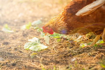 Chickens on a farm raised naturally Organic in Thailand