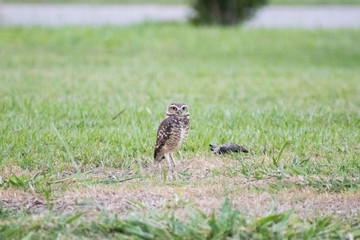 Burrowing owl (Athene cunicularia/Speotyto cunicularia) on the lawn