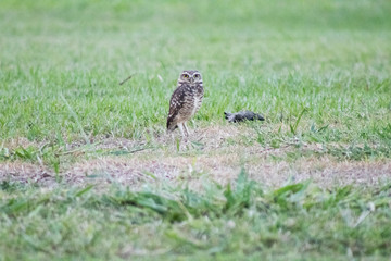 Burrowing owl (Athene cunicularia/Speotyto cunicularia) on the lawn