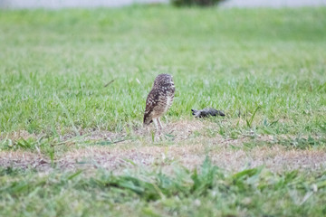 Burrowing owl (Athene cunicularia/Speotyto cunicularia) on the lawn