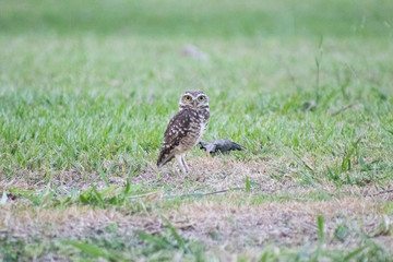 Burrowing owl (Athene cunicularia/Speotyto cunicularia) on the lawn