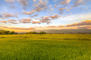 Plakat Agriculture green rice field under sunset sky and mountain back at contryside. farm, growth and agriculture concept.
