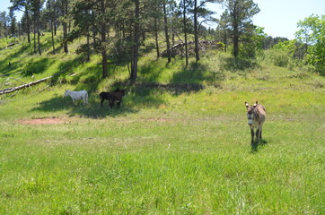 Late Spring in South Dakota: Wild Donkeys of the Black Hills Along the Wildlife Loop Road in Custer State Park