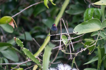 White-chinned Sapphire (beija-flor-roxo). Hylocharis cyanus. On the branch.