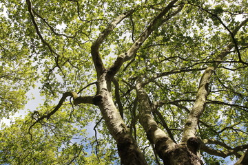 Spring view of Silver Maple Trees in a sunny day, Green Park, London