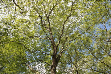 Spring view of Silver Maple Trees in a sunny day, Green Park, London