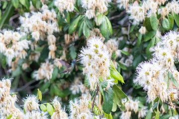 White-chinned Sapphire (beija-flor-roxo). Hylocharis cyanus. Seeking the nectar of flowers.