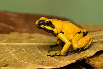 Closeup of a golden poison frog 