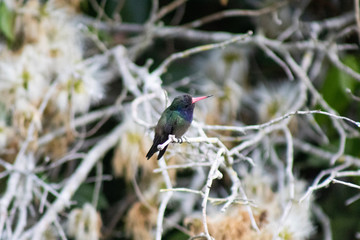 White-chinned Sapphire (beija-flor-roxo). Hylocharis cyanus. On the branch.