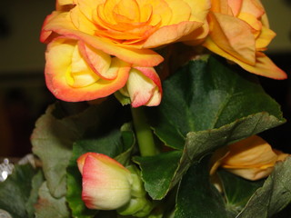 Decora&ccedil;&atilde;o