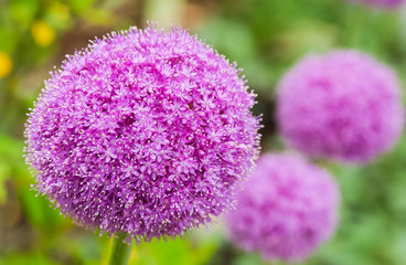 きれいな球状の紫の花