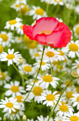 Obraz na płótnie Canvas 白い花畑の中に咲く赤い花