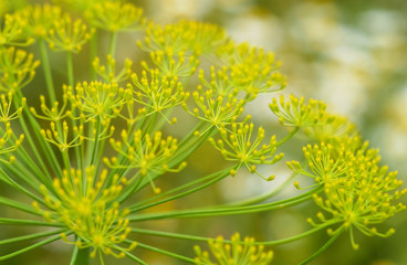 花火のような形の黄色い花