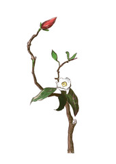 ikebana flower hand drawn illustration,art design