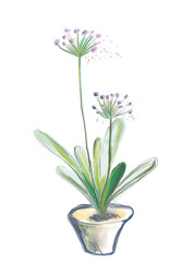 ikebana flower hand drawn illustration,art design