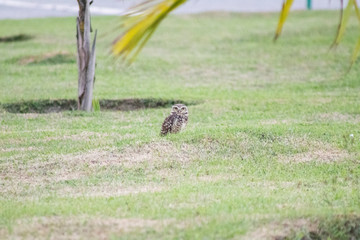 Burrowing owl (Athene cunicularia/Speotyto cunicularia) on the lawn