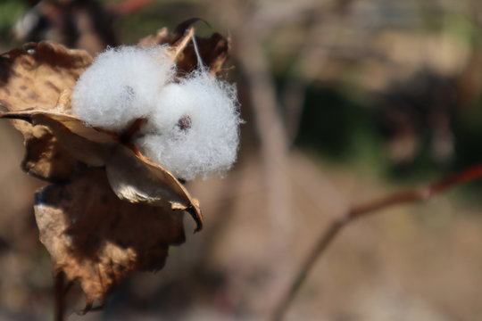 A clean white cotton ball that had broken out of its pod on the tree
 and it has a black seed inside.
