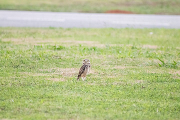 Burrowing owl (Athene cunicularia/Speotyto cunicularia) on the lawn