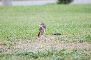 Burrowing owl (Athene cunicularia/Speotyto cunicularia) on the lawn