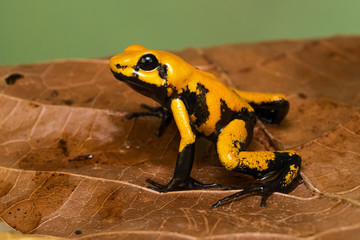 Closeup of a golden poison frog 