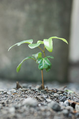 let's save the earth we planted by one tree in your yard
nature 