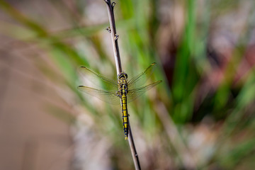 Dragonfly 