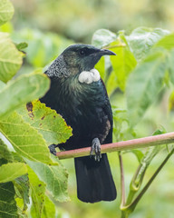 New Zealand endemic bird Tui sitting in the rain