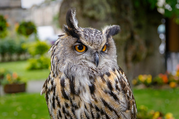 Eurasian Eagle Owl