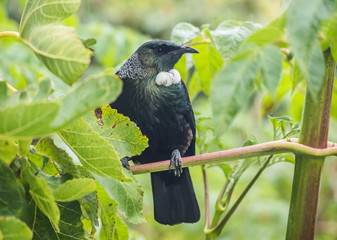 Fototapeta premium Tui bird sitting in the rain on a branch on a tree