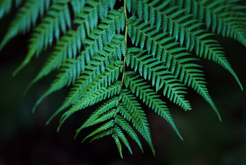 Fototapeta na wymiar A closeup of beautiful delicate green fern leaves.