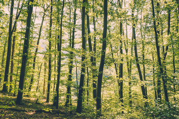 Swiss forest with tall trees and colourful green leaves along the river Rhine near the town of Eglisau in Switzerland