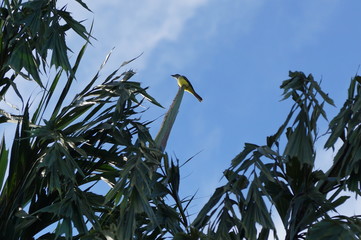 Decora&ccedil;&atilde;o