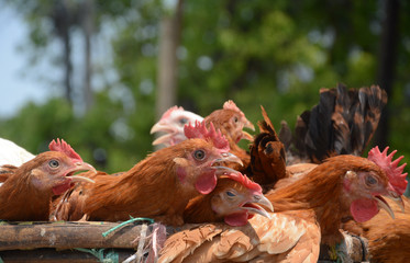 Portrait of red and black chicken