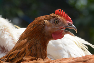 Portrait of red and black chicken
