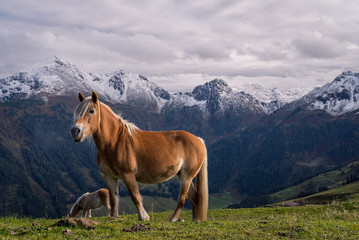 Fototapeta na wymiar Horses grazing high up in the beautiful alpine mountains of Austria near the town of Alpach 