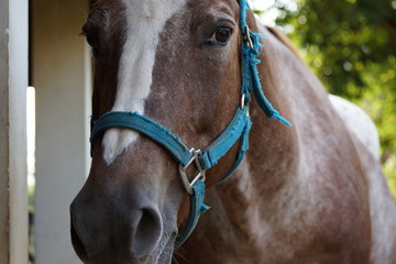 Decora&ccedil;&atilde;o