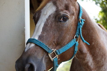 Decora&ccedil;&atilde;o