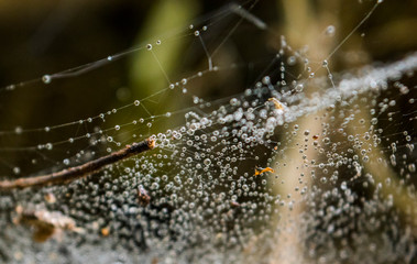 Raindrops in the spider web on a tree