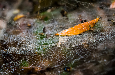 Water beats from water tears on spider web detail