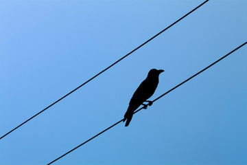 single bird on a wire
