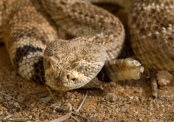 A very close shot of a snake with rattle ready