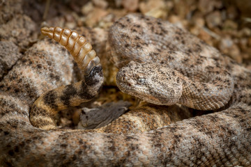 Very close image of a rattle snake with rattle ready